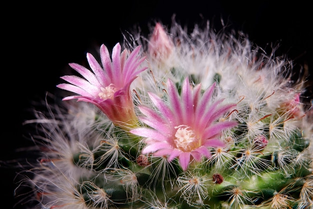 Cerrar flor rosa de cactus mammillaria boscana