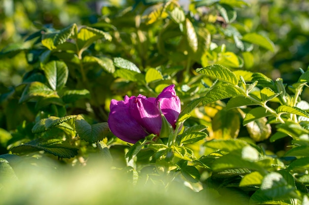 Cerrar flor rosa rosa vibrante entre follaje verde