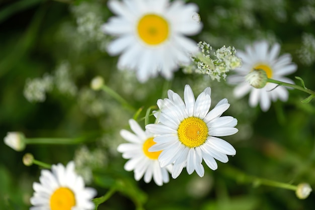Cerrar florecientes flores silvestres de manzanilla blanca en campo en verano
