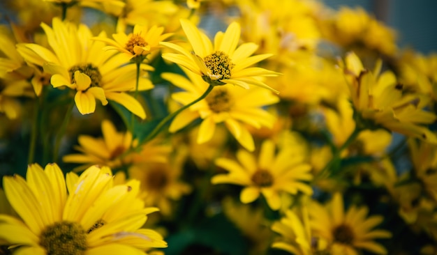 Cerrar flores amarillas en el jardín