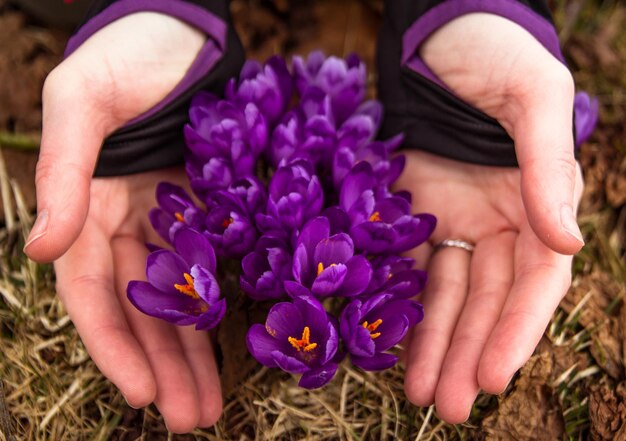 Cerrar flores de azafrán púrpura cubriendo con foto de concepto de manos femeninas