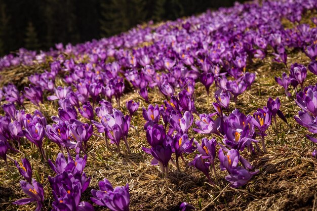 Cerrar flores de azafrán púrpura en la foto del concepto de primavera