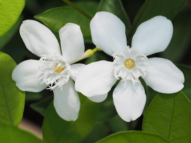 Cerrar flores blancas con hojas verdes