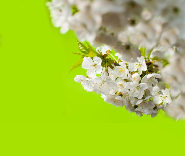 Cerrar flores de cerezo blancas en la esquina superior derecha Parte de las flores borrosas Fondo verde brillante Papel tapiz diseñado o pancarta con espacio de copia