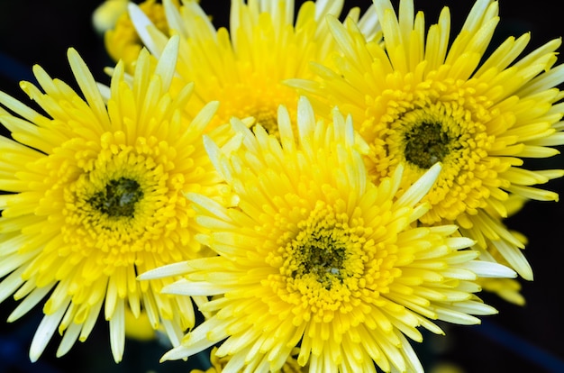 Cerrar las flores de crisantemo amarillo en el árbol desde la vista superior