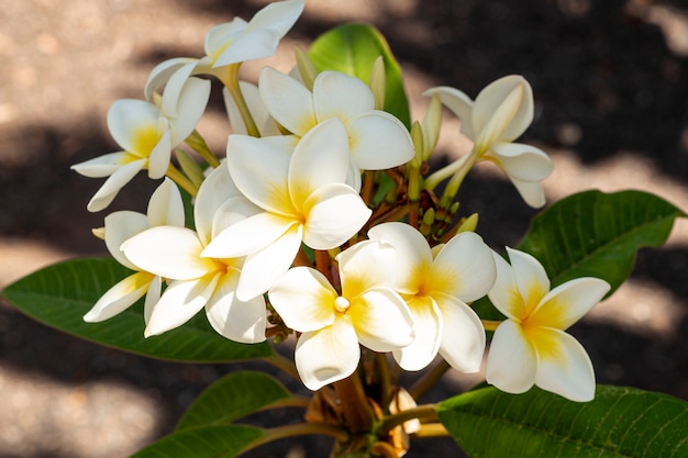 Cerrar flores exóticas blancas y amarillas