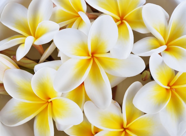 Cerrar las flores de frangipani para fondo