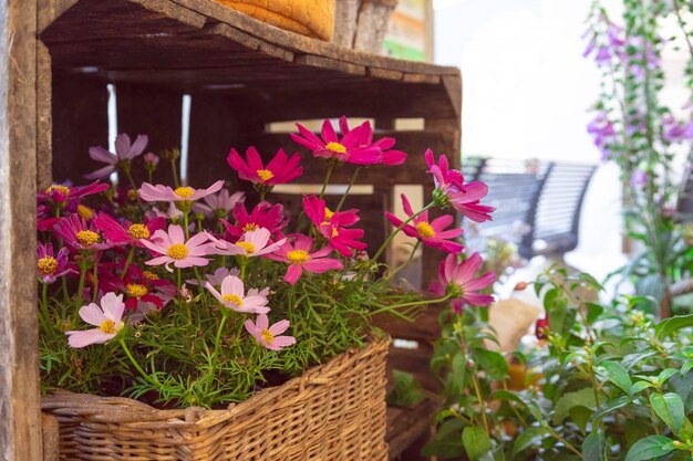 Cerrar flores frescas de verano en macetas de mimbre Urban street jardinería y decoración