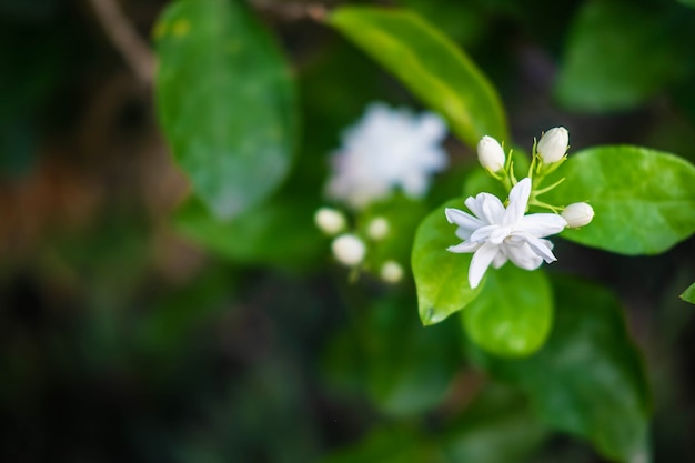 Cerrar flores de jazmín en un jardín.