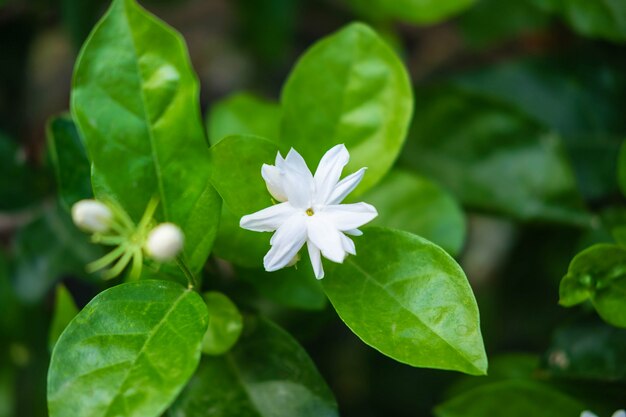 Cerrar flores de jazmín en un jardín.