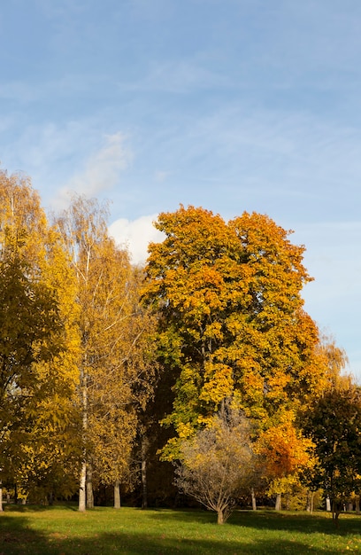 Cerrar el follaje de arce en otoño