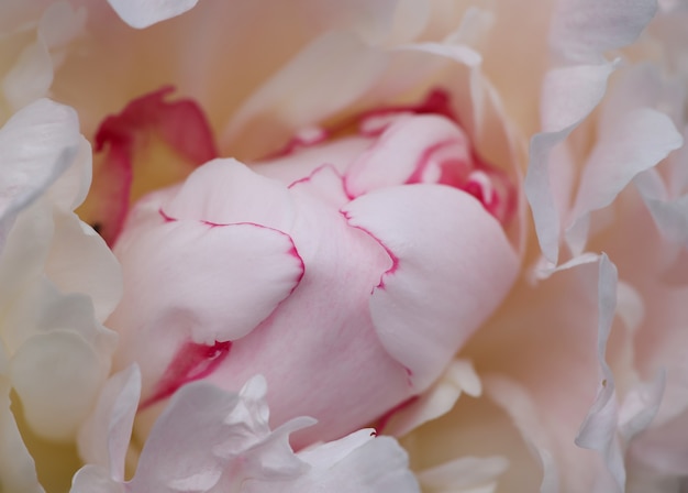 Cerrar un fondo de cabeza de flor de peonía rosa pastel