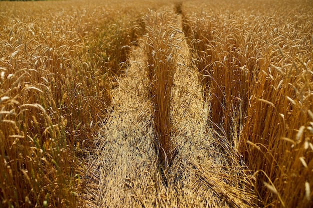 Cerrar el fondo del campo de trigo de la cosecha de trigo en el verano del día del sol