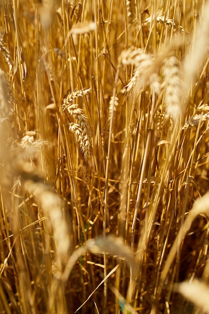 Cerrar el fondo del campo de trigo de la cosecha de trigo en el verano del día del sol