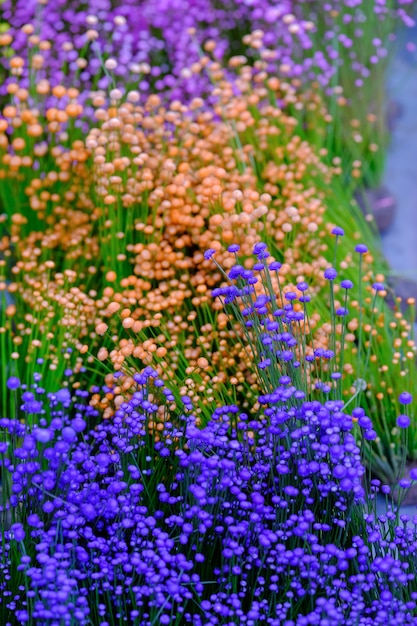 Cerrar fondo de flor pequeña hierba colorida, pequeñas flores blancas  silvestres y flores de color púrpura | Foto Premium