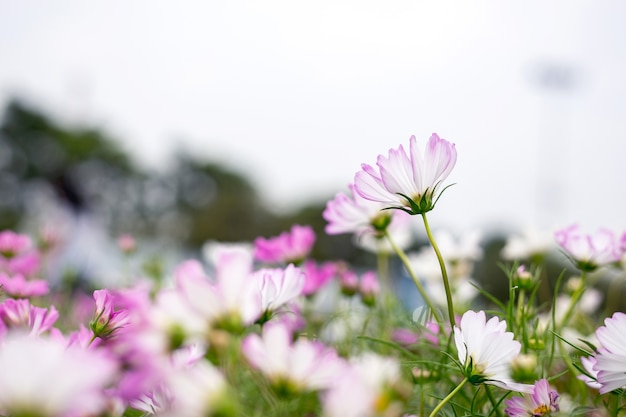 Cerrar fondo de flores naturales