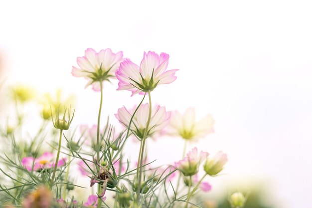 Cerrar fondo de flores naturales