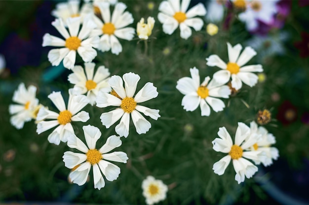 Cerrar fondo de flores naturales