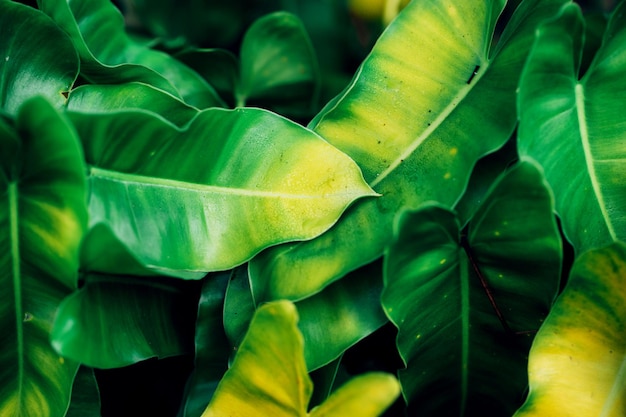 Cerrar fondo de hoja verde