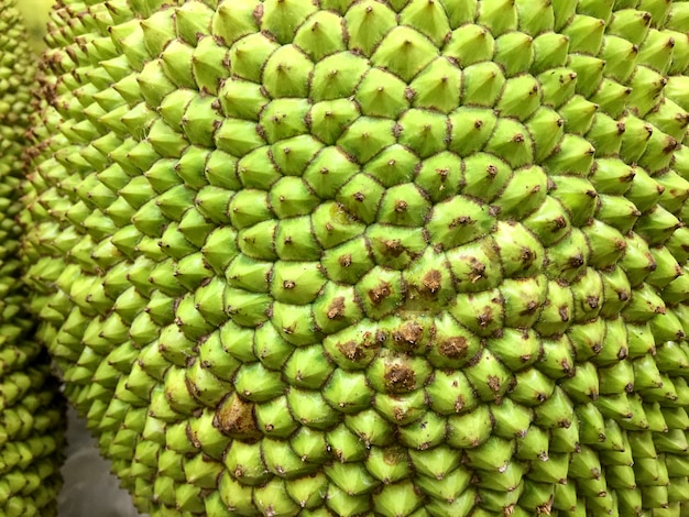 Cerrar el fondo de Jack Fruit Skin