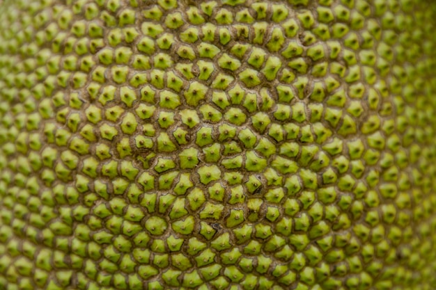 cerrar fondo de textura de jackfruit de concha