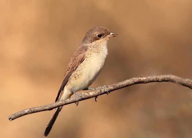 Cerrar foto de actuación en `` The Shrike '' de espalda roja femenina en la rama