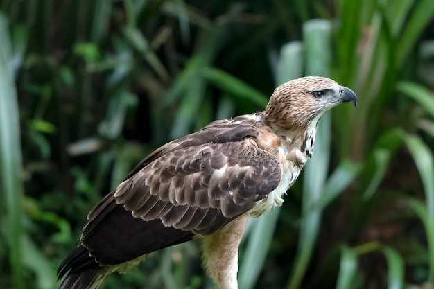 Cerrar foto de un águila