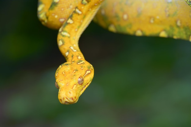 Cerrar foto de un árbol verde phyton