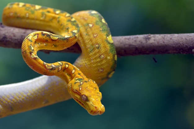 Cerrar foto de un árbol verde phyton