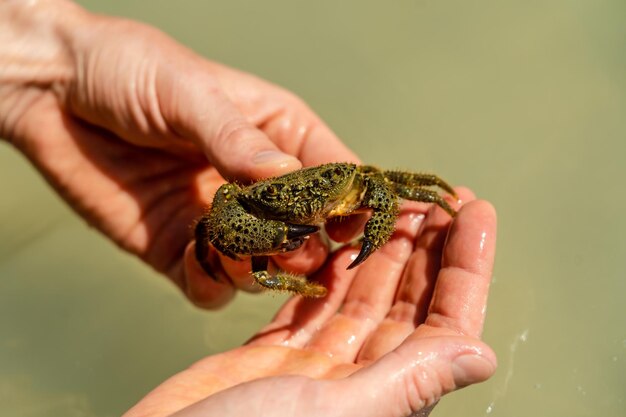 Foto cerrar foto de cangrejo en la mano en la playa de arena