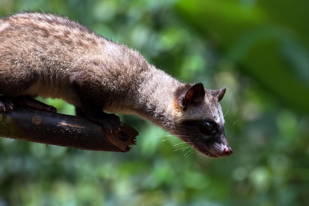 Cerrar foto de civeta de palma asiática