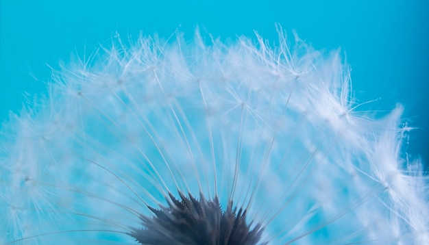 Cerrar foto de diente de león blanco sobre fondo azul.