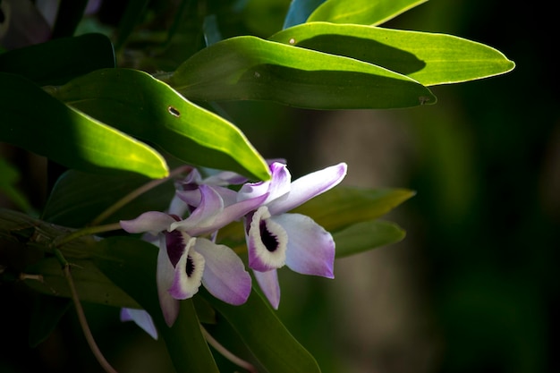 Cerrar foto de la flor Dendrobium nobile