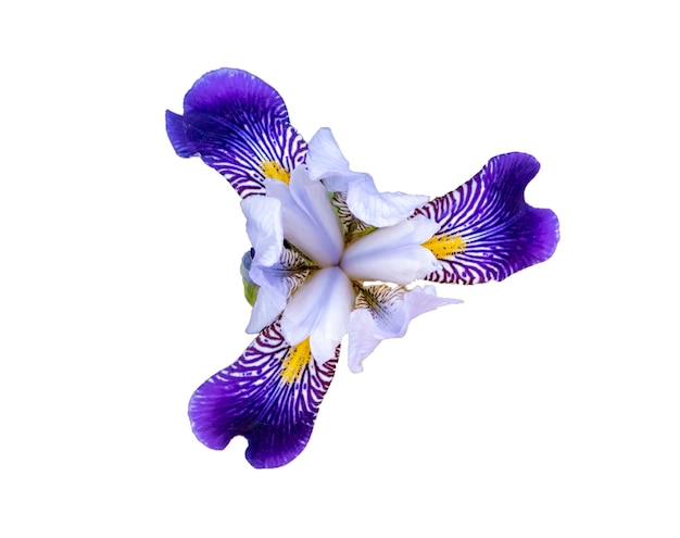 Cerrar foto de flor de iris de colores brillantes en el jardín aislado