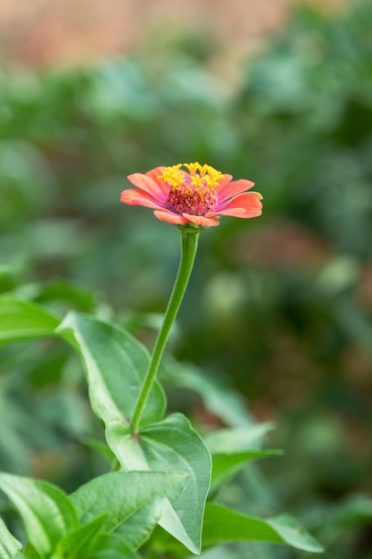 Cerrar foto de flor de zinnia común