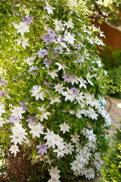 Cerrar foto de flores blancas de clemátide en un jardín.