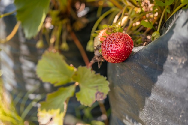 Cerrar foto de fresa roja cuando la temporada de cosecha en el jardín del patio trasero