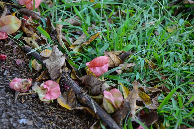 Cerrar foto del fruto de un árbol de lluvia taiwanés Koelreuteria elegans