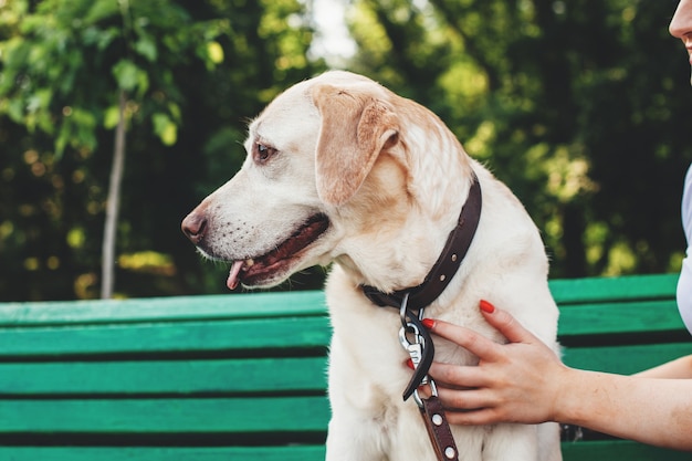 Cerrar foto de un golden retriever sentado en el banco en el parque cerca de su dueño