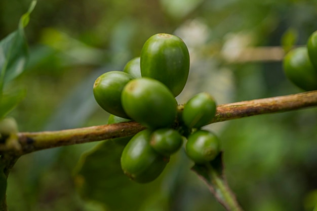 Cerrar foto de grano de café verde cuando la temporada de primavera