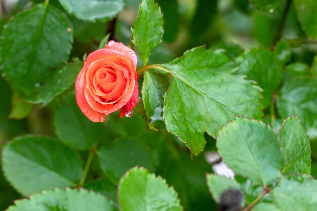 Cerrar foto de jardín rosa flor rosa