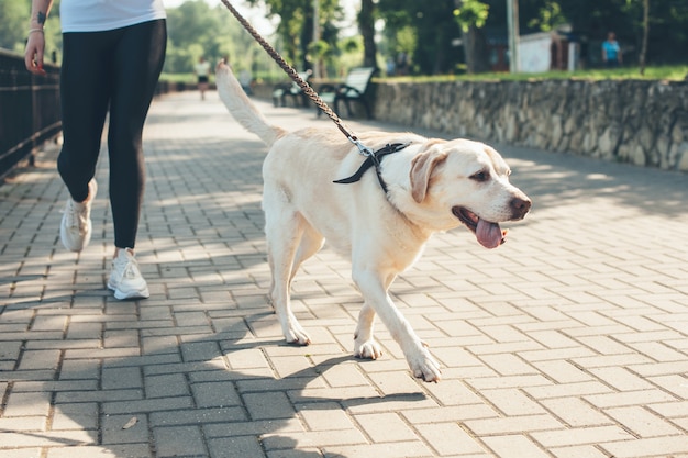 Cerrar foto de un labrador caminando con su dueño en el parque en un día soleado