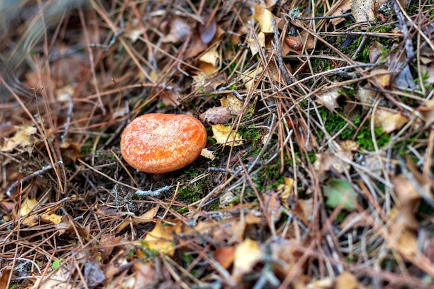 Cerrar foto de lactarius deliciosus hongo tapa de leche