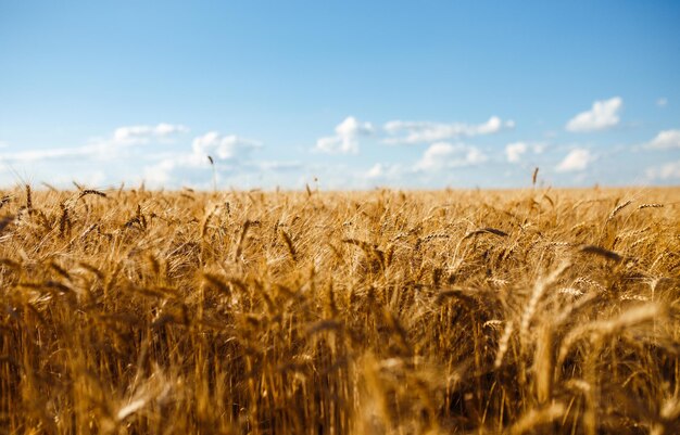 Cerrar foto de la naturaleza Idea de una rica cosecha Telón de fondo increíble de espigas maduras de campo de trigo amarillo