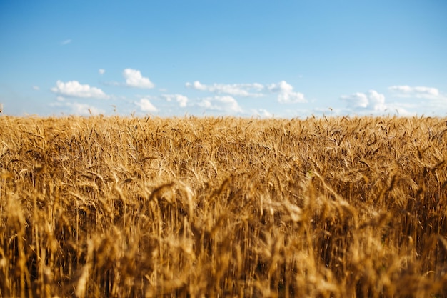 Cerrar foto de la naturaleza Idea de rica cosecha Telón de fondo increíble de espigas maduras de campo de trigo amarillo