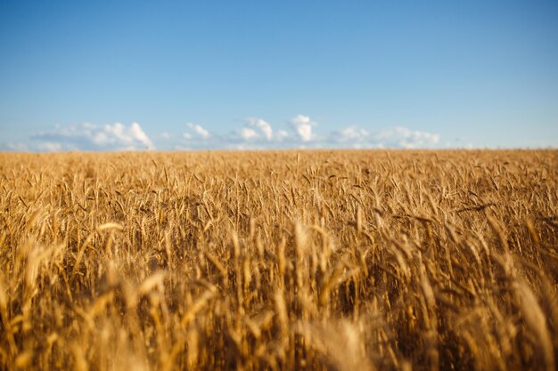 Cerrar foto de la naturaleza Idea de rica cosecha Telón de fondo increíble de espigas maduras de campo de trigo amarillo