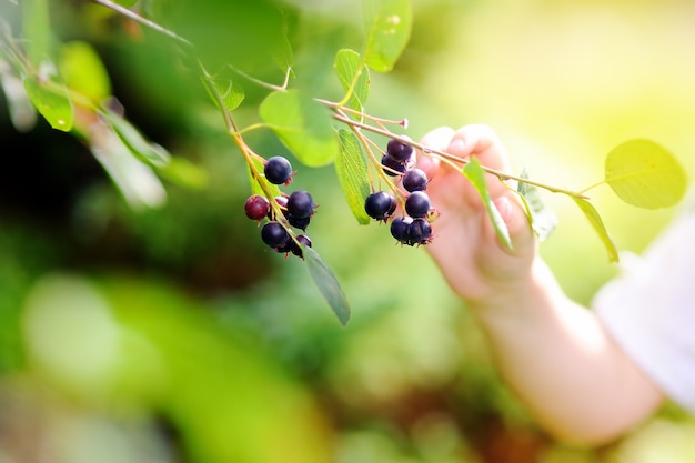 Cerrar la foto del niño pequeño recogiendo grosellas negras en el jardín doméstico