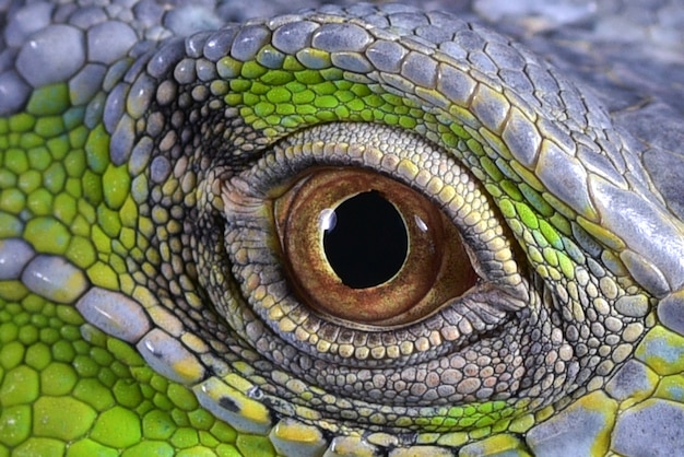 Cerrar foto de ojos de iguanas verdes