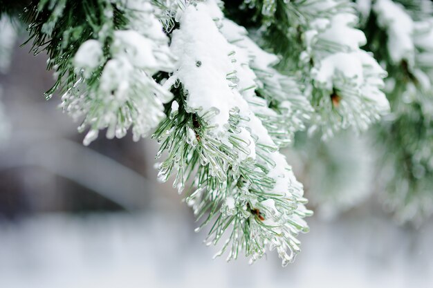 Cerrar foto de pinos cubiertos de nieve