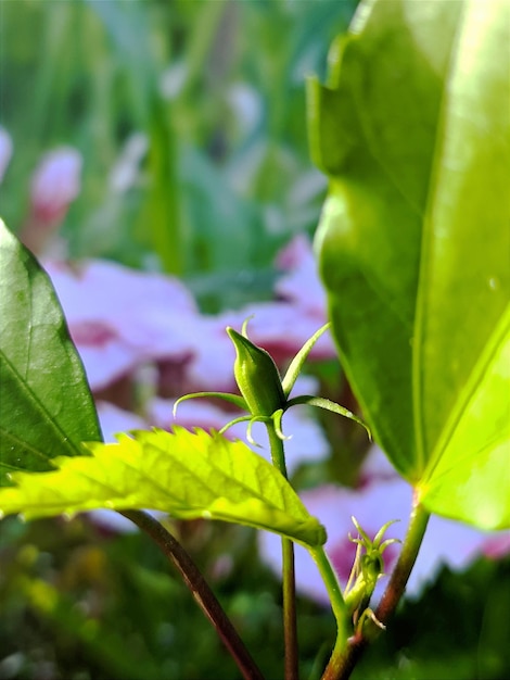 cerrar foto de plantas